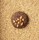 EkkMilletLittleMilletChocolate3.webp