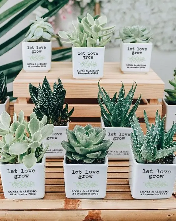 Enchanting potted plants for wedding return gifts (H 11 cm x W 6 cm) x 30 Pcs (making time 5 days)