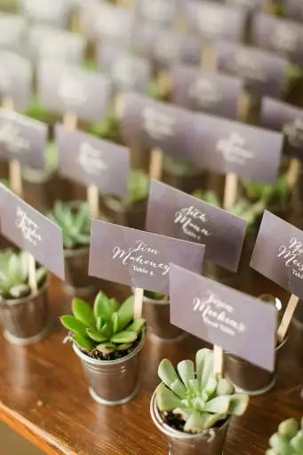 The finest plants for wedding return gifts (H 6 cm x W 6 cm) x 30 Pcs