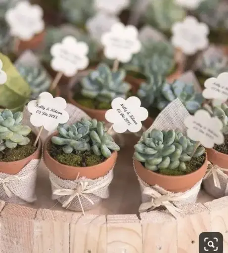Wedding return gift Plants with jute-wrapped pot (H 8 cm x W 5 cm) x 30 Pcs
