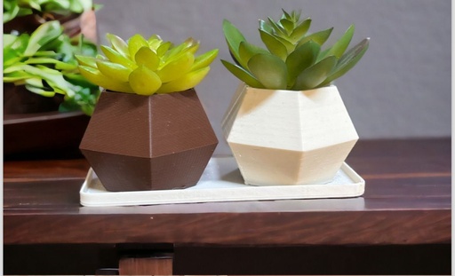 Cactus Pot