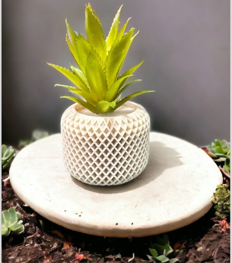 Cactus spiral Medium